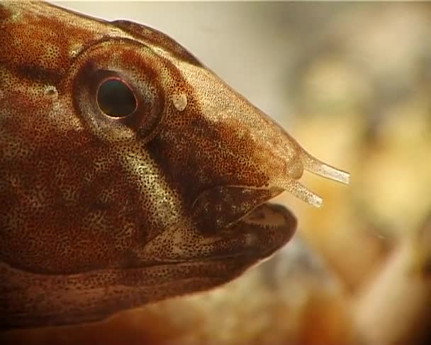 Тубенозная Коза Proterorhinus Marmoratus Рыба Черного Моря Украина — стоковое видео