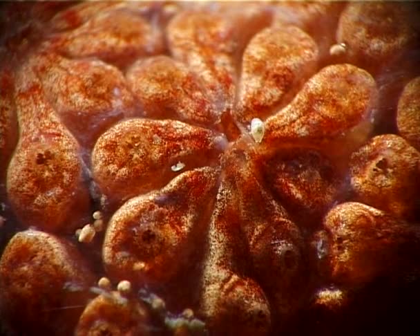 Tunicata Botrillus Schlosseri Macro — Video Stock