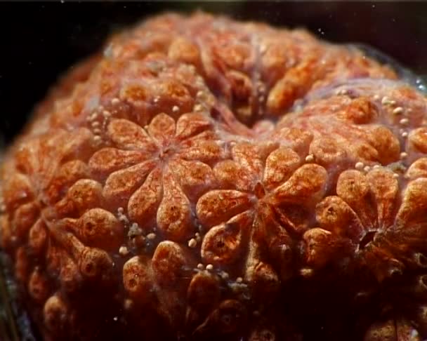 Tunicata Botrillus Schlosseri Macro — Vídeo de Stock