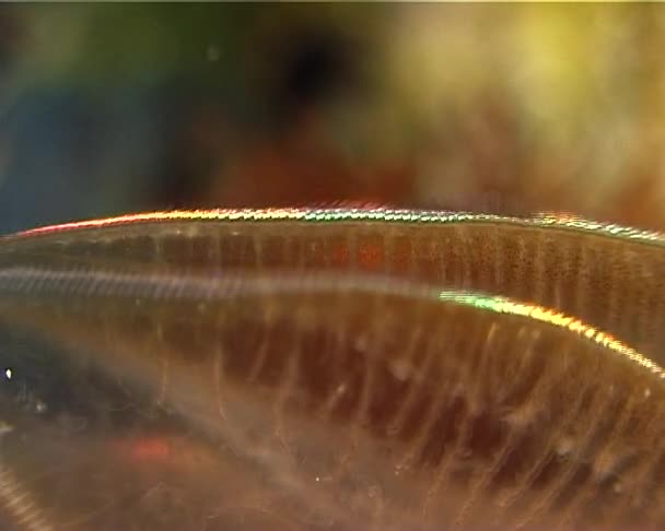 Ctenofori Gelatina Pettine Predatori Beroe Ovata Fauna Del Mar Nero — Video Stock