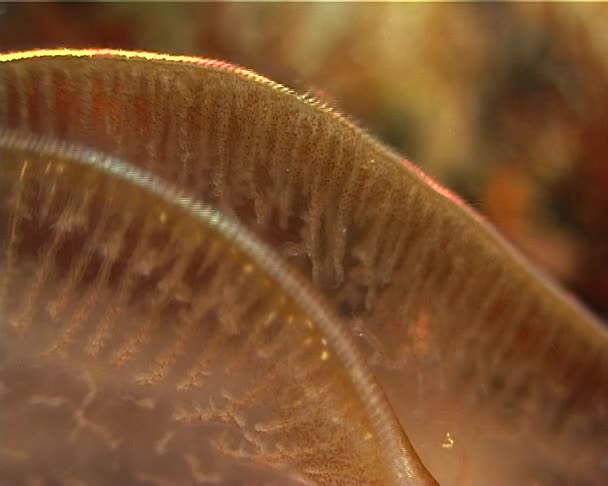 Ctenophores 掠食性梳子果冻 Beroe 黑海的动物区系 乌克兰 — 图库视频影像