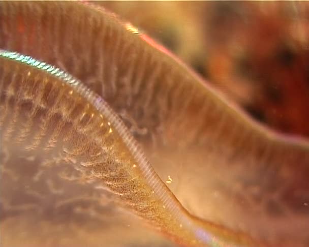 Ctenophores Εξοντωτική Χτένα Ζελέ Λέφσκι Ovata Πανίδα Της Μαύρης Θάλασσας — Αρχείο Βίντεο