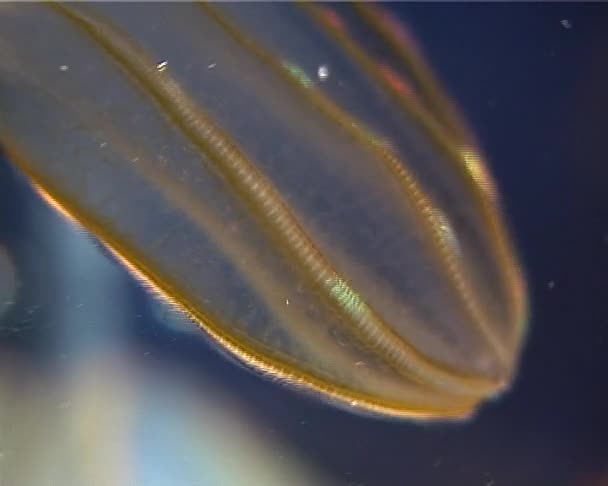 Ctenophores 掠食性梳子果冻 Beroe 黑海的动物区系 乌克兰 — 图库视频影像