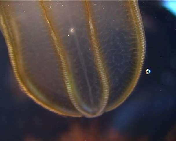 Ctenophores Predatory Гребень Желе Beroe Ovata Фауна Черного Моря Украина — стоковое видео