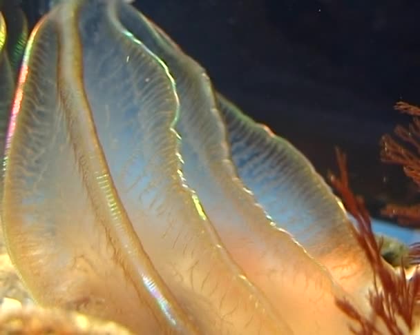 Ctenophores Dravé Comb Jelly Beroe Ovata Fauna Černého Moře Ukrajina — Stock video
