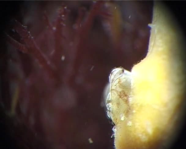 一个坐着的海洋甲壳类动物 Balanus 捕捉食物 — 图库视频影像