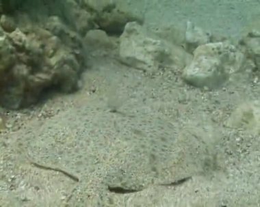 Balık deniz balık yüzme. Karadeniz kalkan balığı (Psetta maeotica), Pleuronectiformes, Scophthalmidae