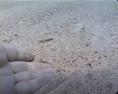 Balık deniz balık yüzme. Karadeniz kalkan balığı (Psetta maeotica), Pleuronectiformes, Scophthalmidae