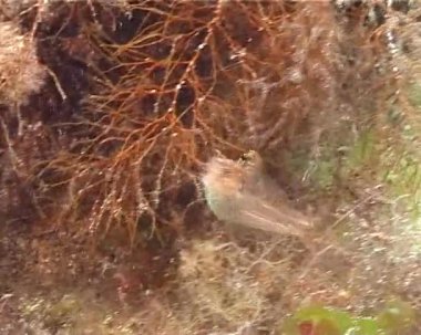 Balık Karadeniz, dokunaçlı blenny, (Parablennius tentacularis)