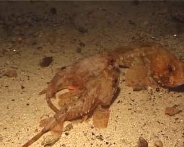Parlak kırmızı siyah scorpionfish (Scorpaena porcus)