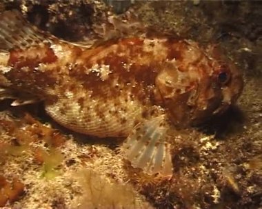 Parlak kırmızı siyah scorpionfish (Scorpaena porcus)