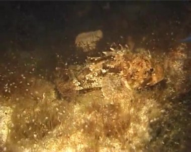 Parlak kırmızı siyah scorpionfish (Scorpaena porcus)