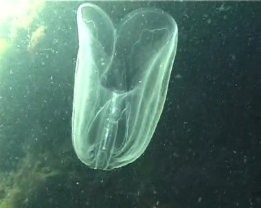Ctenophores, Karadeniz, denizanası Mnemiopsis leidy tarak istilacı. Ukrayna, Karadeniz'in kuzey kesiminde