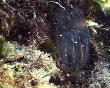 Ctenophores, Karadeniz, denizanası Mnemiopsis leidy tarak istilacı. Ukrayna, Karadeniz'in kuzey kesiminde