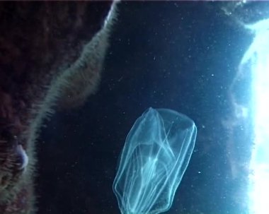 Ctenophores, Karadeniz, denizanası Mnemiopsis leidy tarak istilacı. Ukrayna, Karadeniz'in kuzey kesiminde