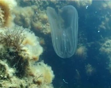 Ctenophores, Karadeniz, denizanası Mnemiopsis leidy tarak istilacı. Ukrayna, Karadeniz'in kuzey kesiminde