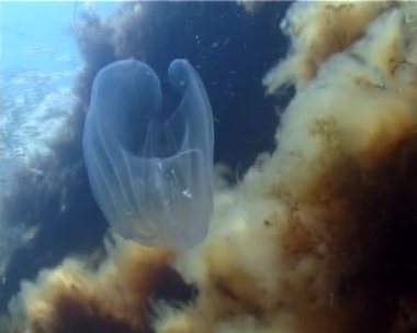 Ctenophores, Karadeniz, denizanası Mnemiopsis leidy tarak istilacı. Ukrayna, Karadeniz'in kuzey kesiminde