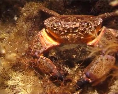Siğil yengeci (Erithe verrucosa), Karadeniz