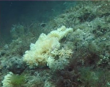 Deniz invaziv türleri damarlı salyangozu (Rapana venosa), cocons