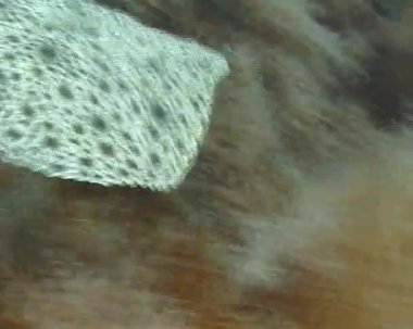 Balık deniz balık yüzme. Karadeniz kalkan balığı (Psetta maeotica), Pleuronectiformes, Scophthalmidae