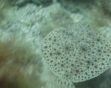 Balık deniz balık yüzme. Karadeniz kalkan balığı (Psetta maeotica), Pleuronectiformes, Scophthalmidae