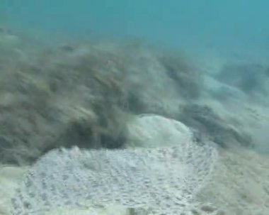 Karadeniz kalkan balığı (Psetta maeotica), Pleuronectiformes, Scophthalmidae. Balık deniz balık Yüzme