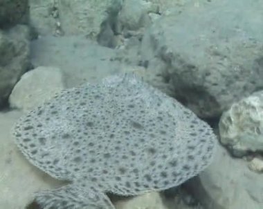 Karadeniz kalkan balığı (Psetta maeotica), Pleuronectiformes, Scophthalmidae. Balık deniz balık Yüzme