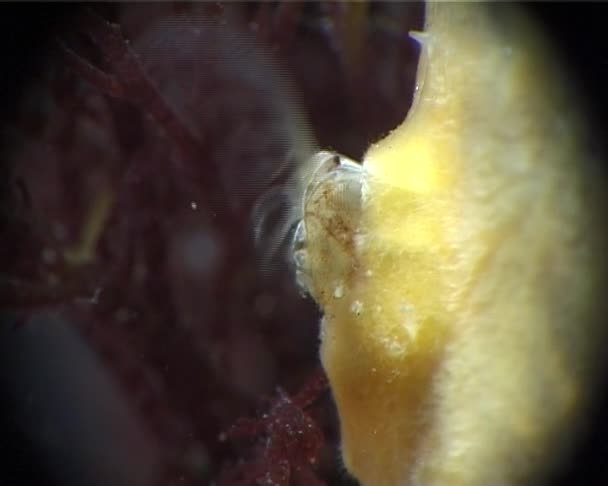 Deniz Kabuklu Balanus Oturan Yakalar Gıda — Stok video