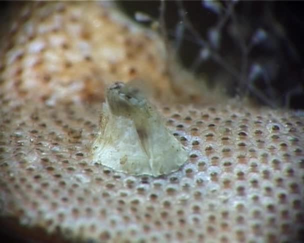 Balanus Karadeniz Den Bryozoa — Stok video
