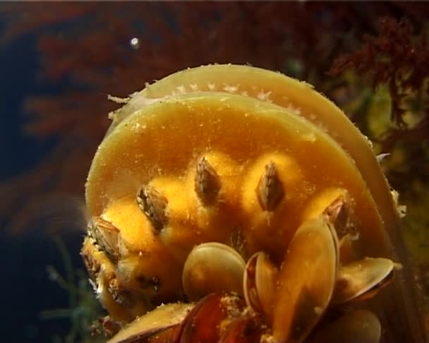 Sea Sponge Underwater Rocks Black Sea — Stock Video