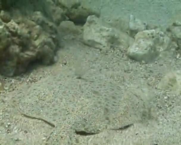 Fische Schwimmen Über Meeresfische Steinbutt Psetta Maeotica Pleuronectiformes Scophthalmidae — Stockvideo