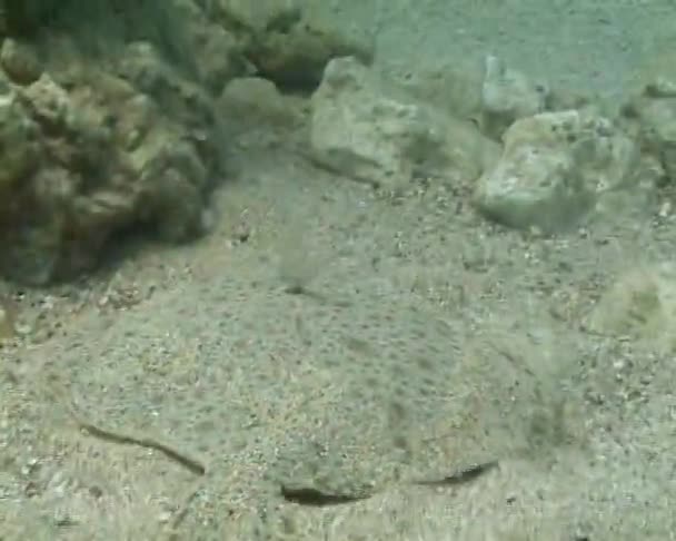 Pesci Che Nuotano Sopra Pesci Marini Rombo Chiodato Del Mar — Video Stock