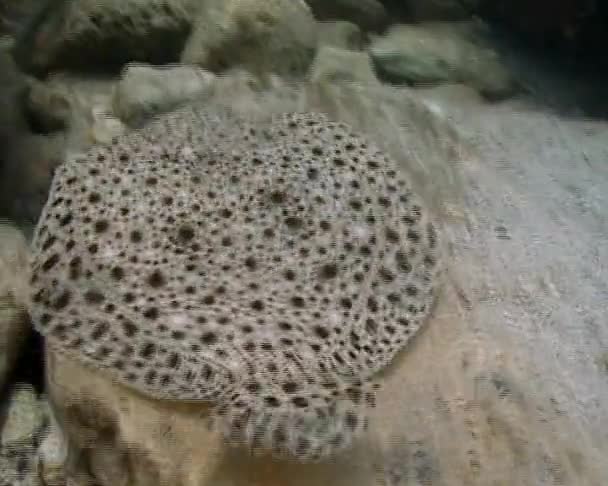 Peces Nadando Sobre Peces Mar Rodaballo Del Mar Negro Psetta — Vídeo de stock