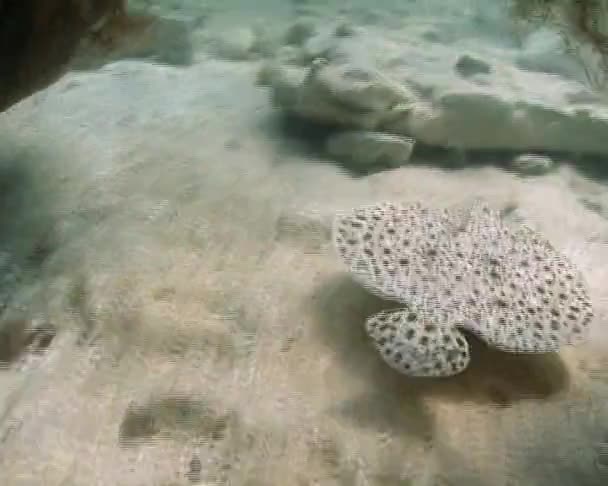 Fische Schwimmen Über Meeresfische Steinbutt Psetta Maeotica Pleuronectiformes Scophthalmidae — Stockvideo