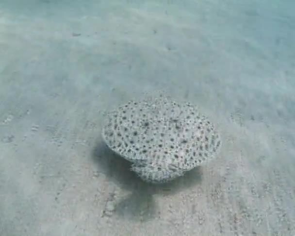 Peces Nadando Sobre Peces Mar Rodaballo Del Mar Negro Psetta — Vídeo de stock