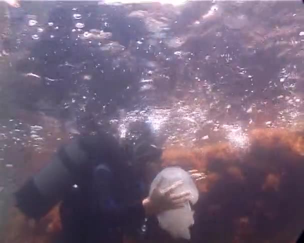 Ukraine Black Sea Jun 2018 다이버와 흑해에서 해파리 흑해에 해파리 — 비디오