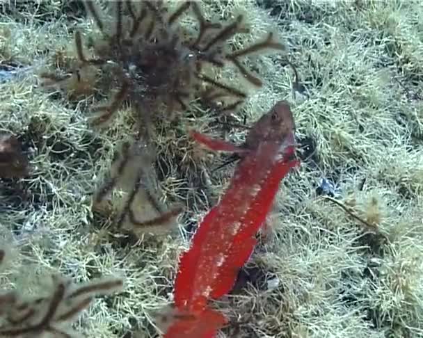 Nejkrásnější Ryba Černého Moře Triplefin Blenny Tripterygion Tripteronotus Mezi Řasy — Stock video