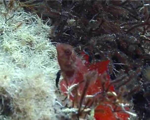 Najpiękniejszych Ryb Morza Czarnego Triplefin Blenny Tripterygion Tripteronotus Wśród Wodorostów — Wideo stockowe