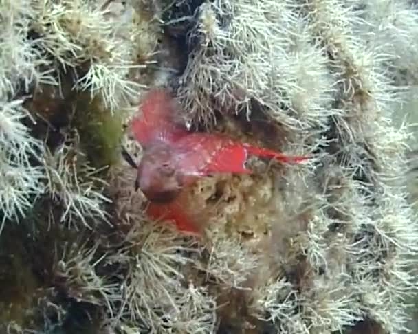 Most Beautiful Fish Black Sea Triplefin Blenny Tripterygion Tripteronotus Seaweed — Stock Video