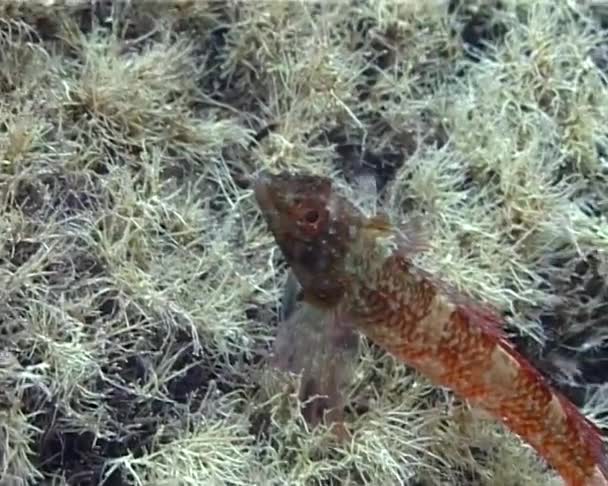 Najpiękniejszych Ryb Morza Czarnego Triplefin Blenny Tripterygion Tripteronotus Wśród Wodorostów — Wideo stockowe