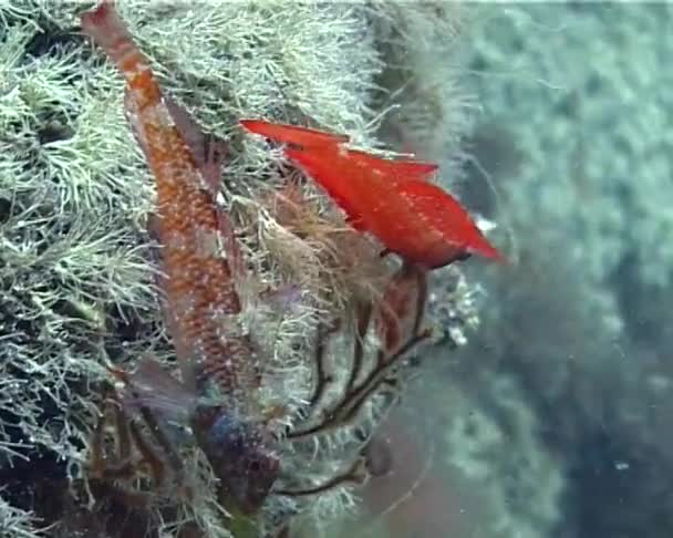 Most Beautiful Fish Black Sea Triplefin Blenny Tripterygion Tripteronotus Seaweed — Stock Video