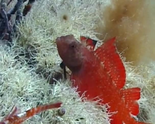 Most Beautiful Fish Black Sea Triplefin Blenny Tripterygion Tripteronotus Seaweed — Stock Video