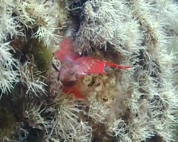 Самая Красивая Рыба Черного Моря Triplefin Blenny Tripterygion Tripteronotus Среди — стоковое видео