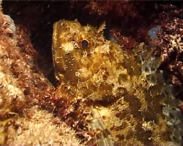 Jasny Czerwony Czarny Scorpionfish Scorpaena Porcus — Wideo stockowe