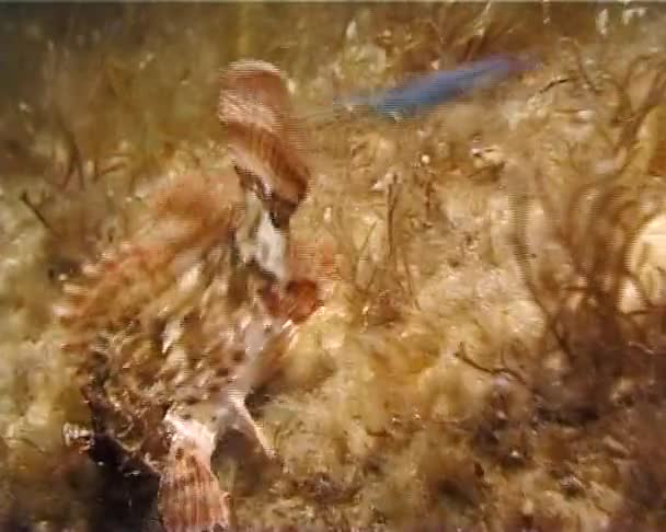 Ljusa Röda Svart Skorpionfisk Scorpaena Porcus — Stockvideo