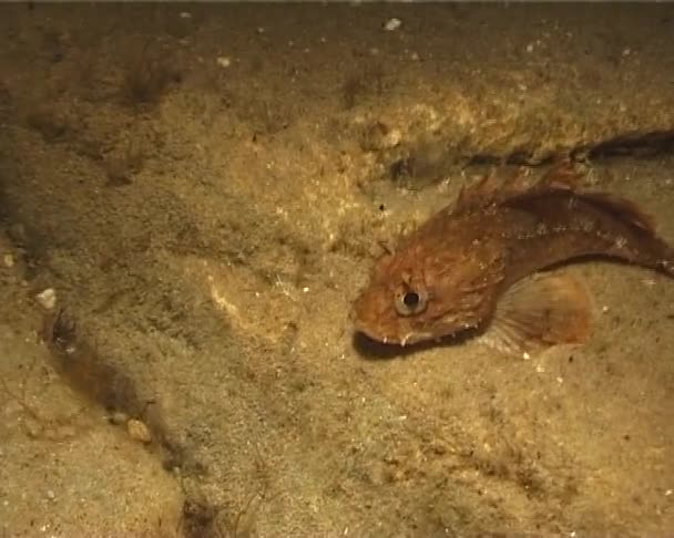 Jasny Czerwony Czarny Scorpionfish Scorpaena Porcus — Wideo stockowe