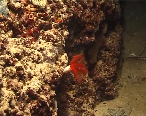 Corolla Rossa Tentacoli Del Verme Mare Serpul Mar Nero — Video Stock