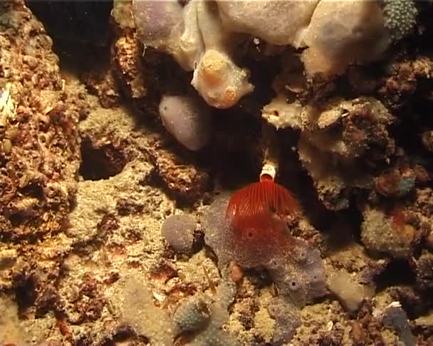 Κόκκινη Κορόλα Από Πλοκάμια Του Θαλασσινού Σκουληκιού Serpul Μαύρη Θάλασσα — Αρχείο Βίντεο