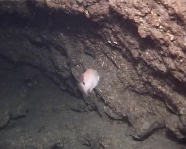 Goldsinny Wrasse Ctenolabrus Rupestris Caverna Peixes Fendas Falésias Mar Negro — Vídeo de Stock