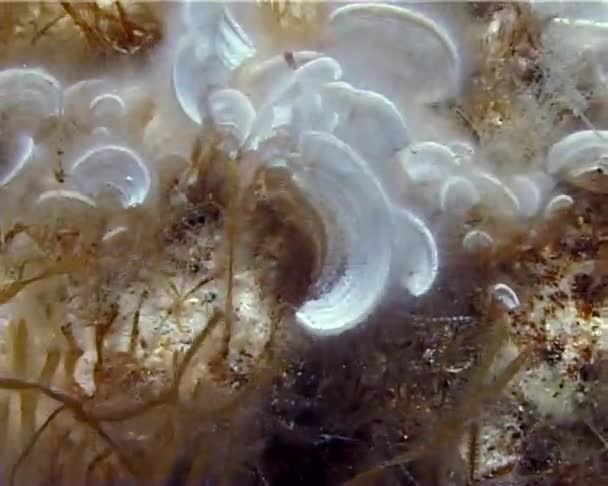 Padina Pavonica Comunemente Conosciuta Come Coda Pavone Alga Bruna Che — Video Stock